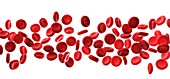 Human red blood cells,illustration