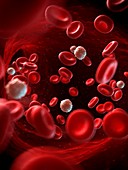 Red and white blood cells,illustration