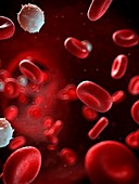 Red and white blood cells,illustration