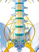 Human spinal cord,illustration