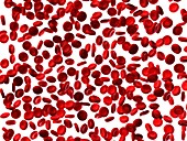 Human red blood cells,illustration