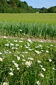 Wildflowers and wheat field