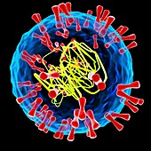 Herpes simplex type 2 virus,illustration