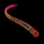 Nematode worm,illustration
