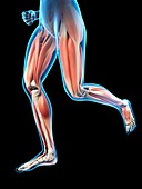 Human leg muscles,illustration