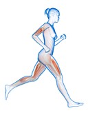 Muscular system of a runner,illustration