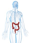 Human intestine,illustration