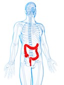 Human intestine,illustration