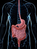 Human digestive system,illustration