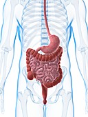 Human digestive system,illustration