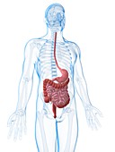 Human digestive system,illustration