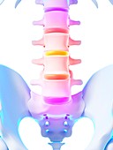 Human spinal discs,illustration
