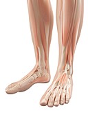 Human foot muscles,illustration