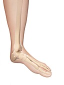 Human foot bones,illustration
