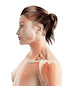Female neck muscles,illustration