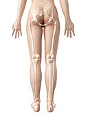 Human leg bones,illustration