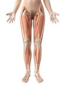 Human leg muscles,illustration
