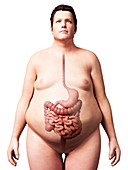 Digestive system of obese man