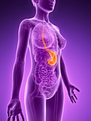 Anatomy of female stomach,illustration