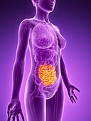 Female small intestine,illustration