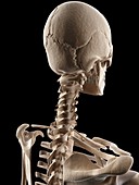 Human skull and neck bones,illustration