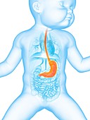 Baby's stomach,illustration