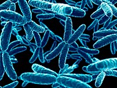 Human x chromosomes,illustration