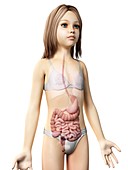 Digestive system of girl,illustration