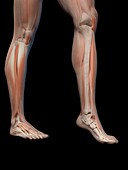 Human leg and foot anatomy,illustration