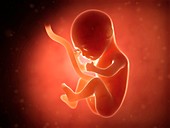 Human fetus at 5 months,illustration
