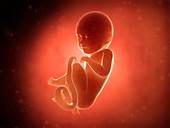 Human fetus at 8 months,illustration