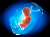 Human fetus at 9 months,illustration