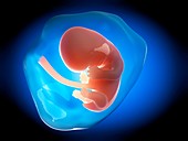 Human fetus at 2 months,illustration