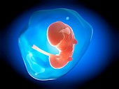 Human fetus at 1 month,illustration