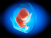 Human fetus at 4 months,illustration