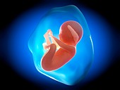 Human fetus at 6 months,illustration