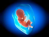 Human fetus at 7 months,illustration