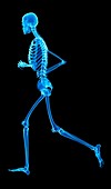 Skeletal system of jogger,illustration