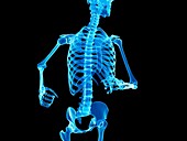 Skeletal system of jogger,illustration