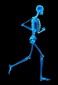 Skeletal system of jogger,illustration