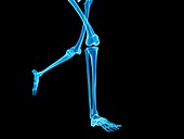 Skeletal system of jogger,illustration