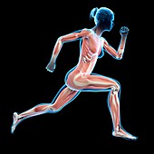 Muscular system of jogger,illustration