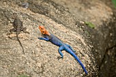 Red-headed Rock agama