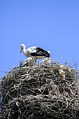 storks nesting
