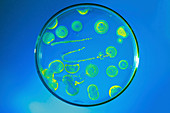 Bacteria growing in a petri dish
