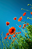 Poppies against a clear blue sky
