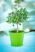 Olive tree in a green pot