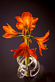 Amaryllis,still life