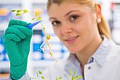 Lab assistant holding plant with tweezers