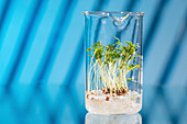 Plants growing in a beaker in lab